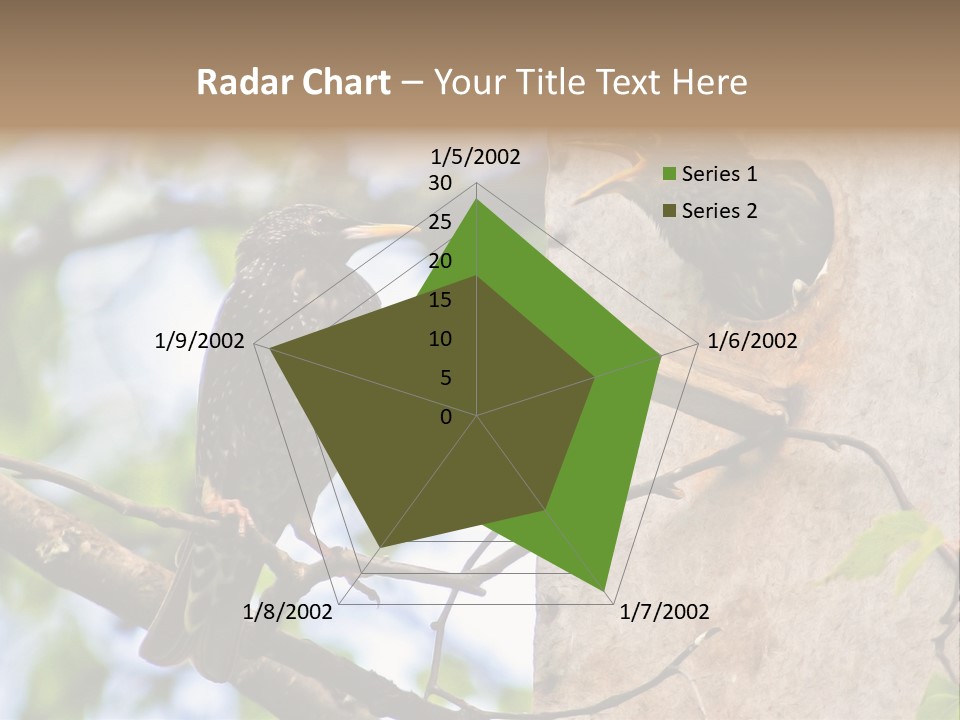 Make Angry Chick Shout At PowerPoint Template