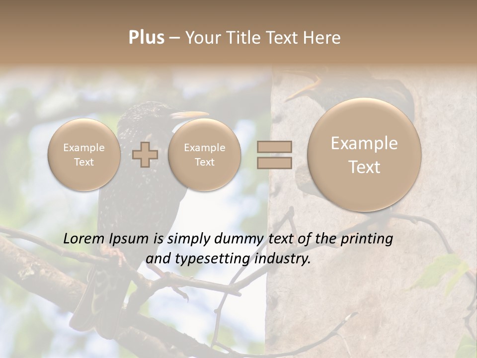 Make Angry Chick Shout At PowerPoint Template