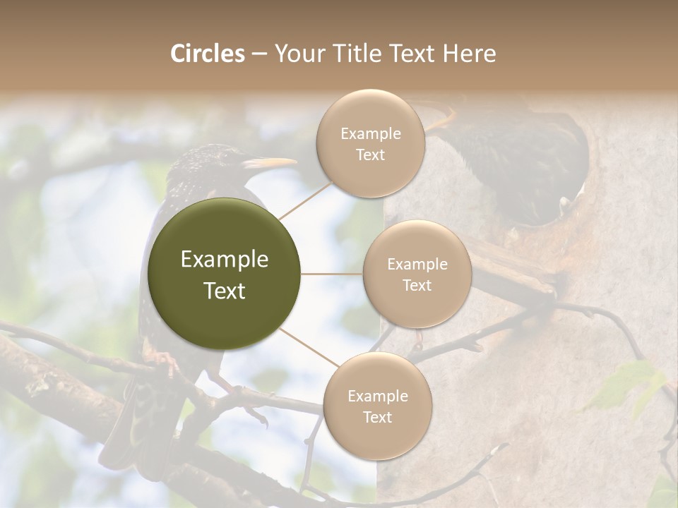 Make Angry Chick Shout At PowerPoint Template