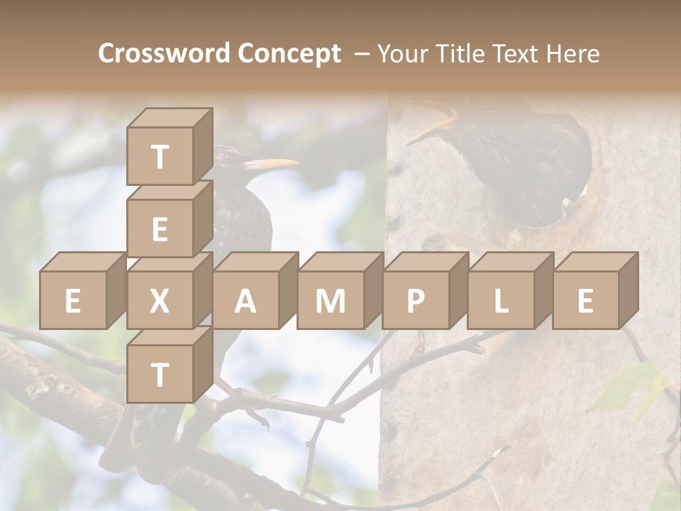 Make Angry Chick Shout At PowerPoint Template