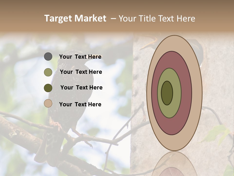 Make Angry Chick Shout At PowerPoint Template