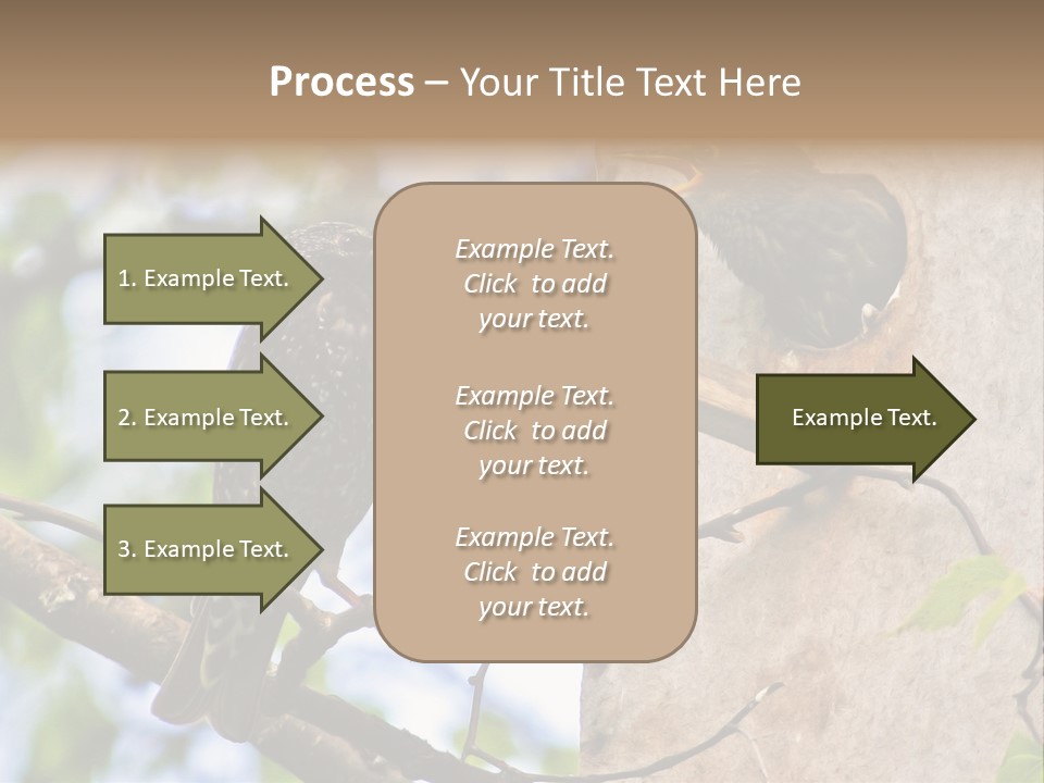 Make Angry Chick Shout At PowerPoint Template