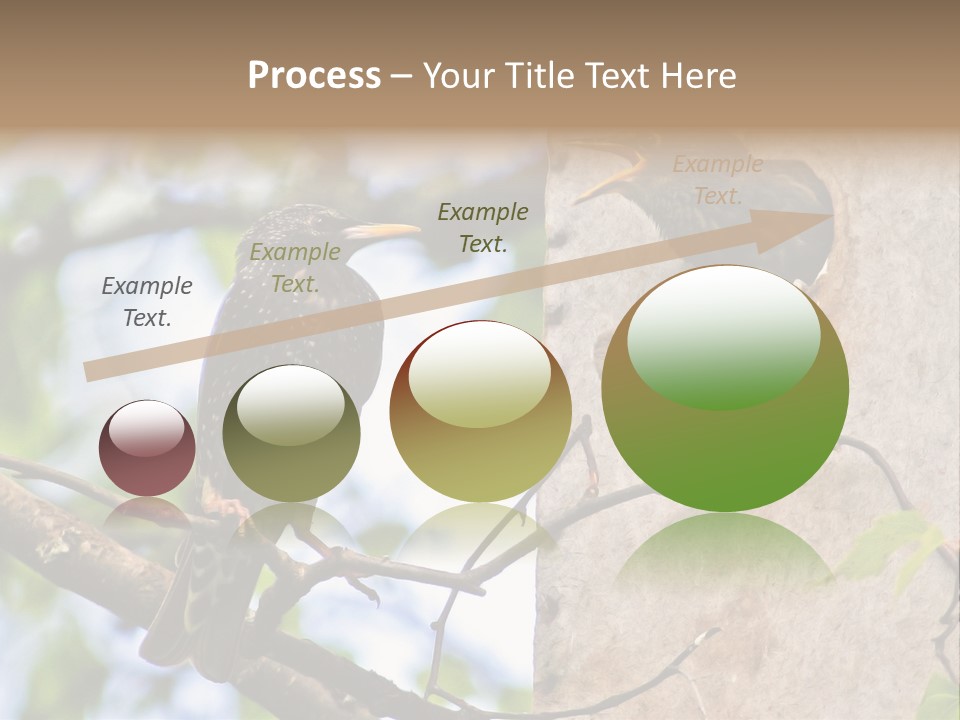 Make Angry Chick Shout At PowerPoint Template
