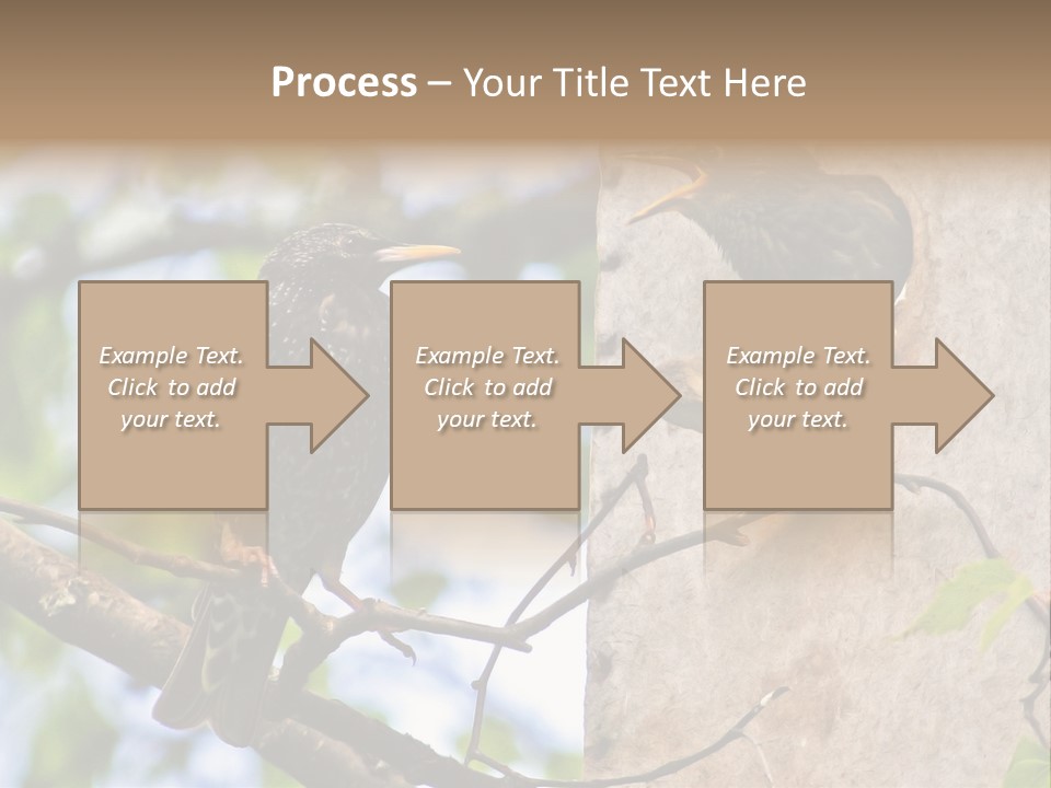 Make Angry Chick Shout At PowerPoint Template