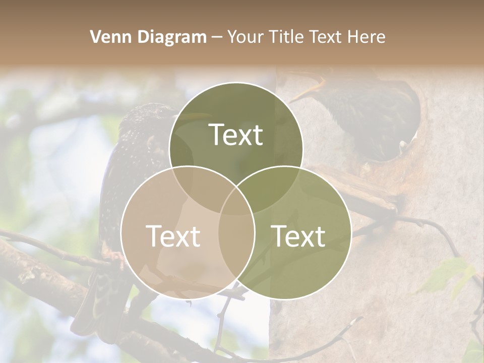 Make Angry Chick Shout At PowerPoint Template