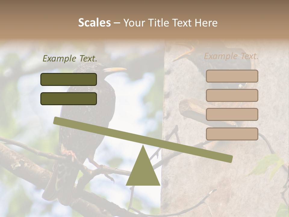 Make Angry Chick Shout At PowerPoint Template