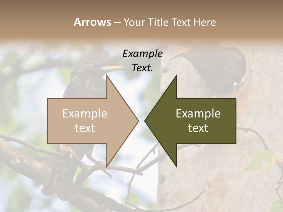 Make Angry Chick Shout At PowerPoint Template