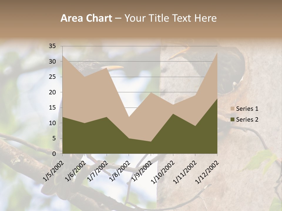 Make Angry Chick Shout At PowerPoint Template