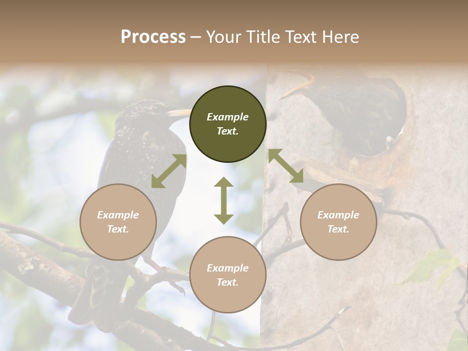 Make Angry Chick Shout At PowerPoint Template