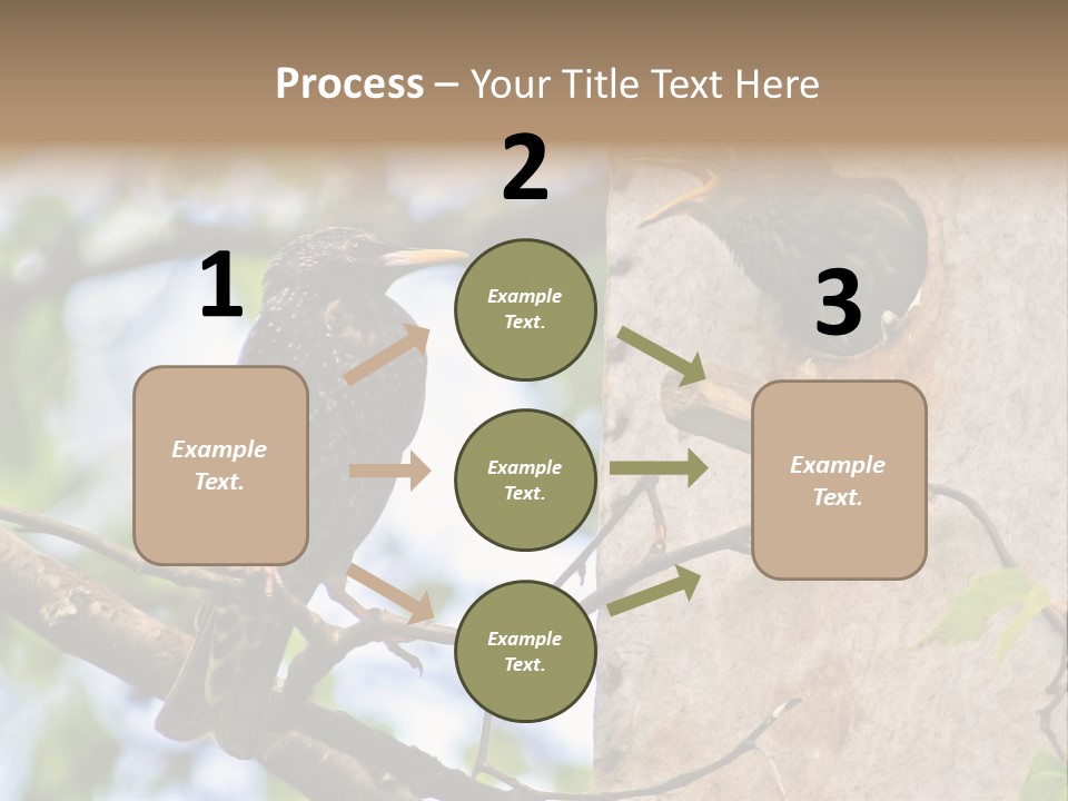 Make Angry Chick Shout At PowerPoint Template