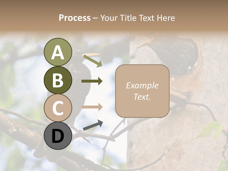 Make Angry Chick Shout At PowerPoint Template