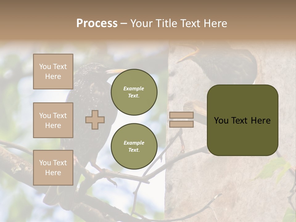 Make Angry Chick Shout At PowerPoint Template