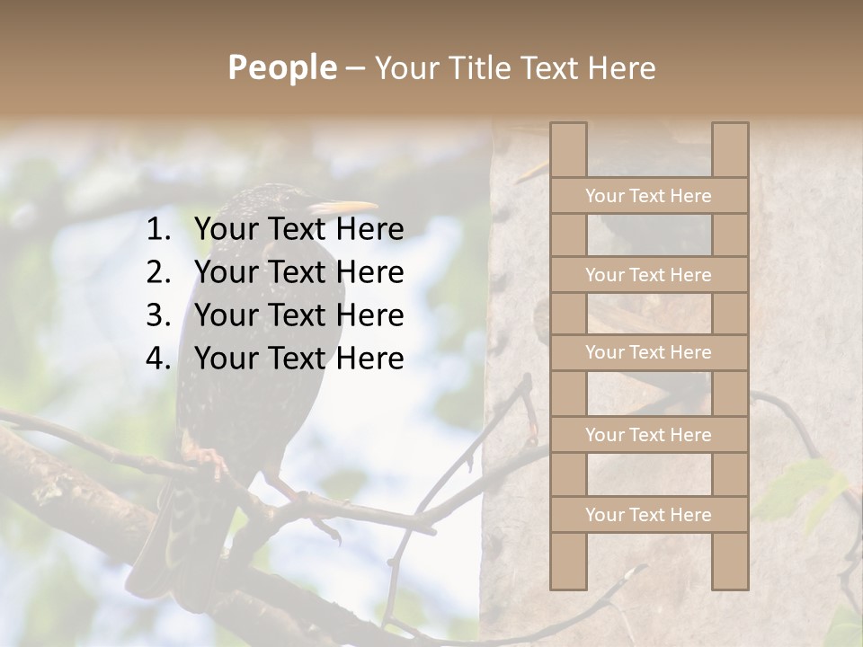 Make Angry Chick Shout At PowerPoint Template