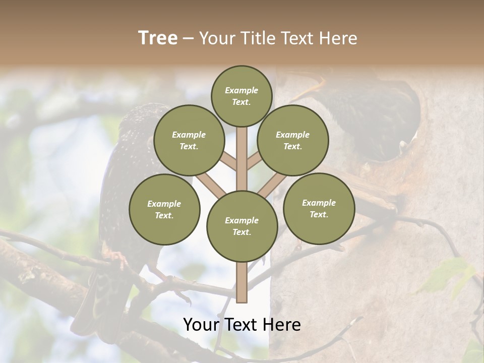 Make Angry Chick Shout At PowerPoint Template