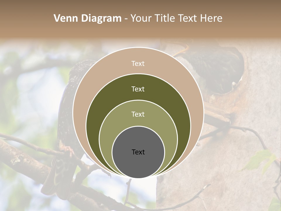 Make Angry Chick Shout At PowerPoint Template