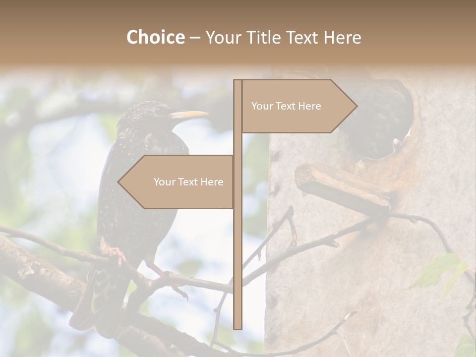 Make Angry Chick Shout At PowerPoint Template
