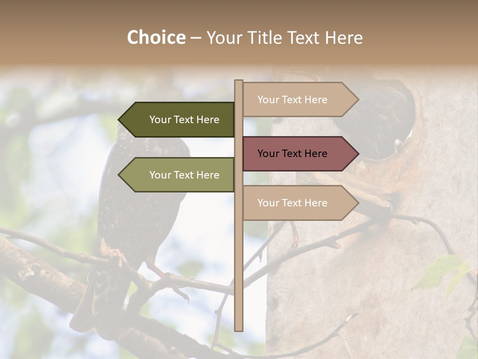 Make Angry Chick Shout At PowerPoint Template