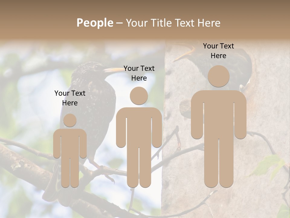 Make Angry Chick Shout At PowerPoint Template