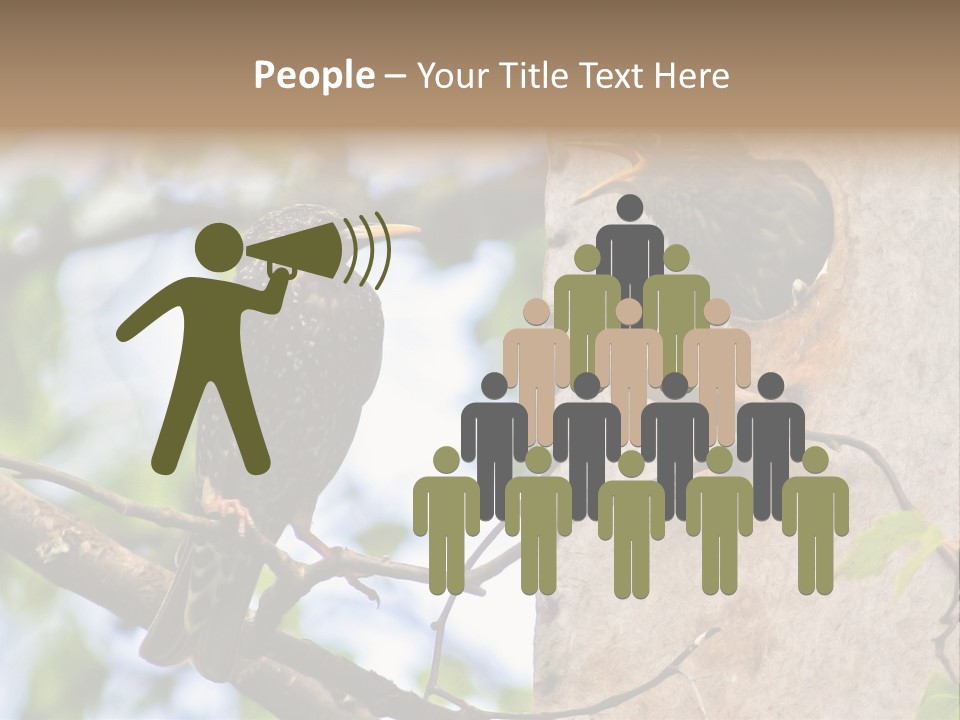 Make Angry Chick Shout At PowerPoint Template