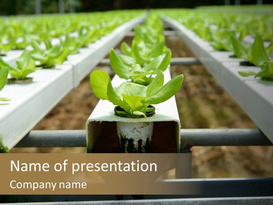 Industry Organic Growth PowerPoint Template