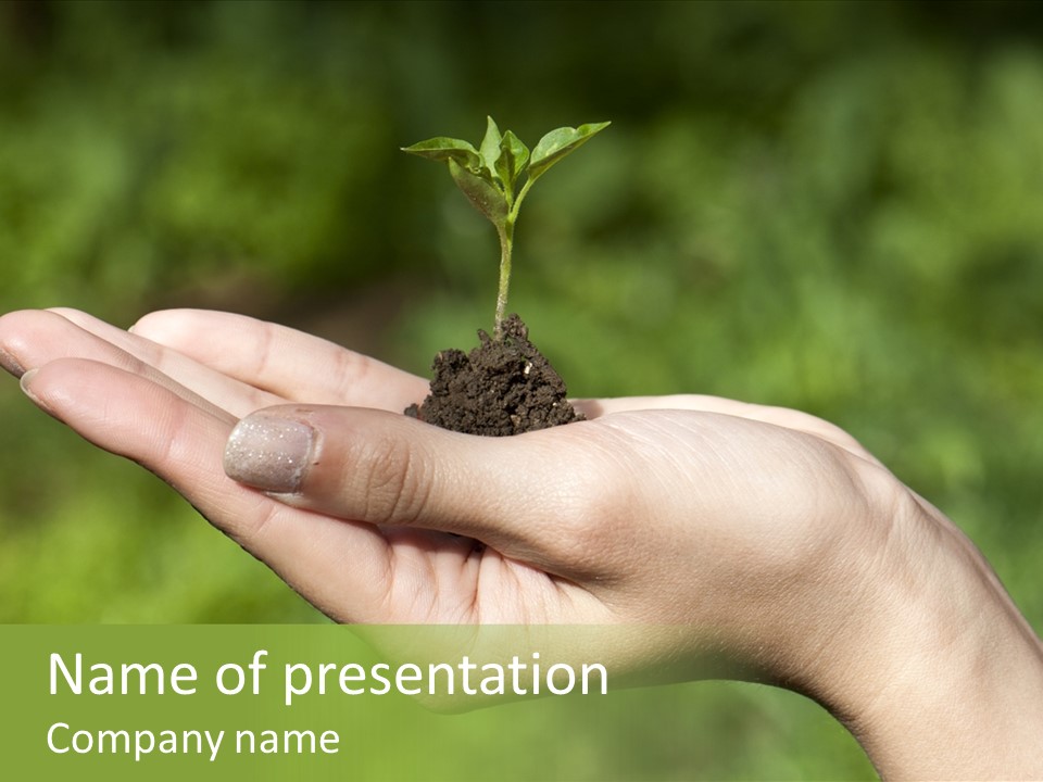 A Person Holding A Small Plant In Their Hand PowerPoint Template
