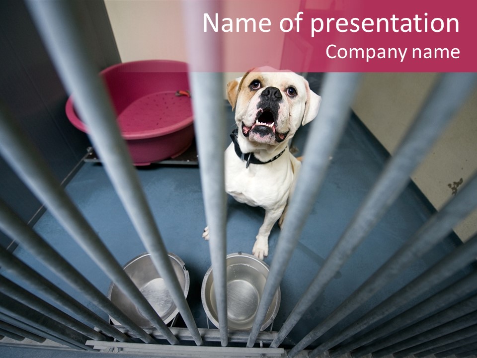 Jail Rescue Orphaned PowerPoint Template