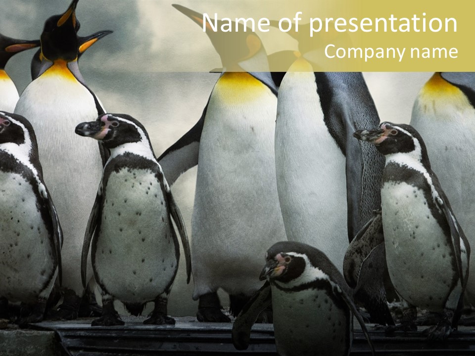 Penguins Emperor Penguins Huddle PowerPoint Template