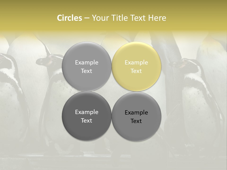 Penguins Emperor Penguins Huddle PowerPoint Template