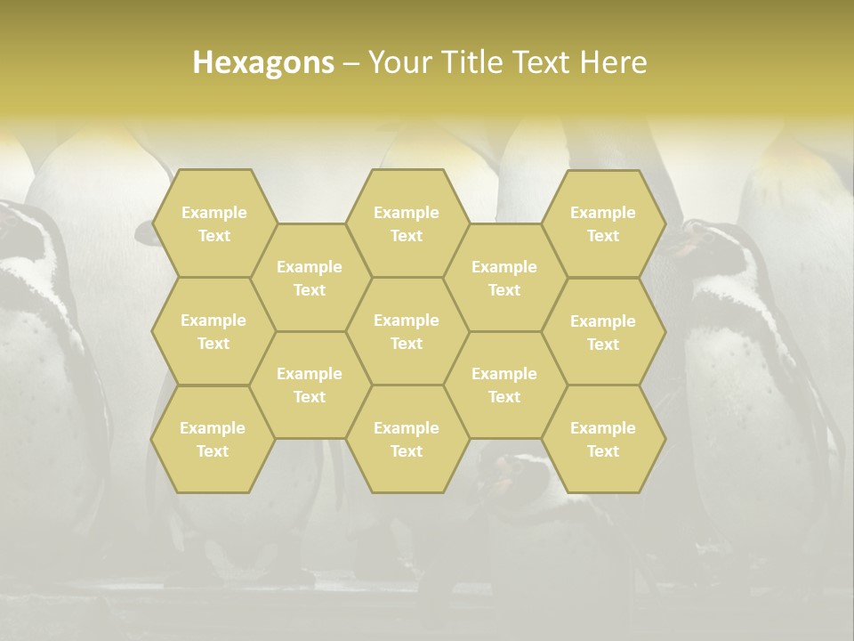 Penguins Emperor Penguins Huddle PowerPoint Template