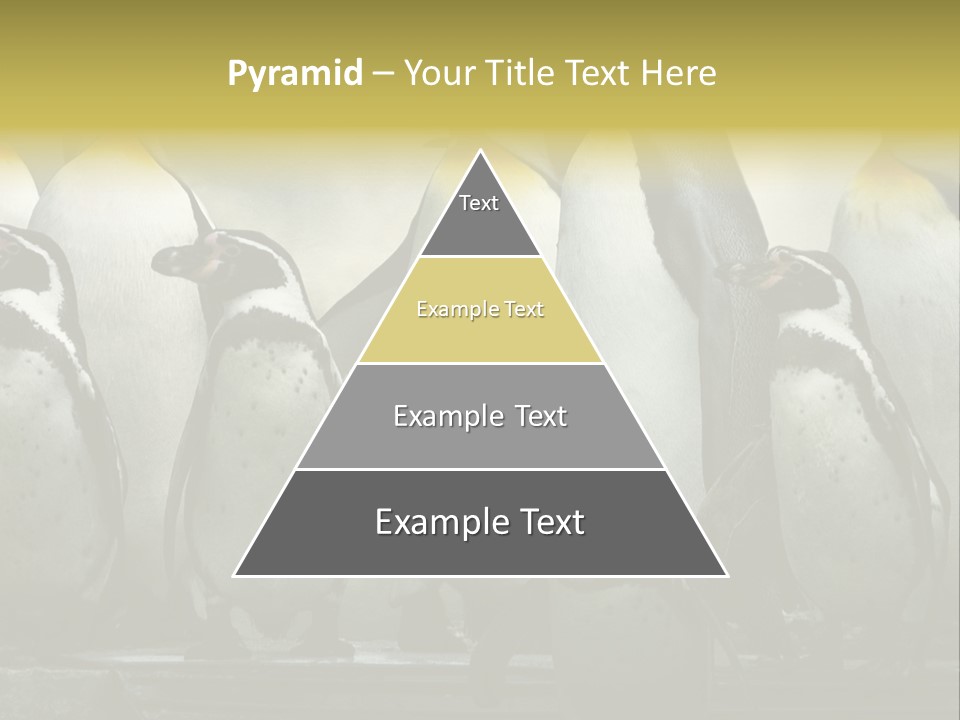 Penguins Emperor Penguins Huddle PowerPoint Template