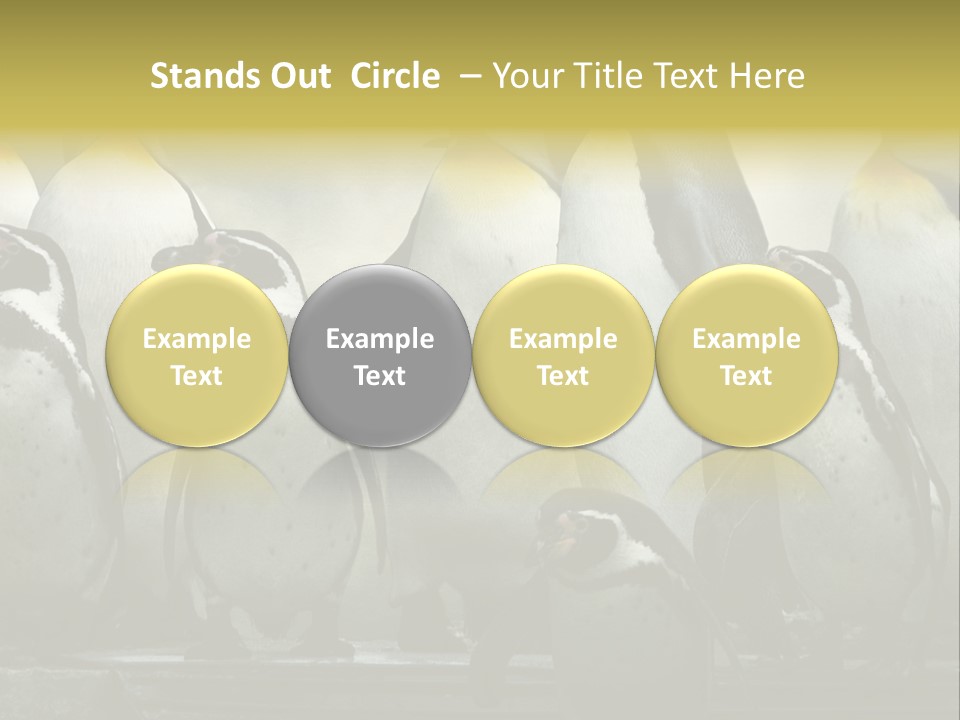 Penguins Emperor Penguins Huddle PowerPoint Template