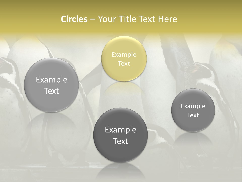 Penguins Emperor Penguins Huddle PowerPoint Template