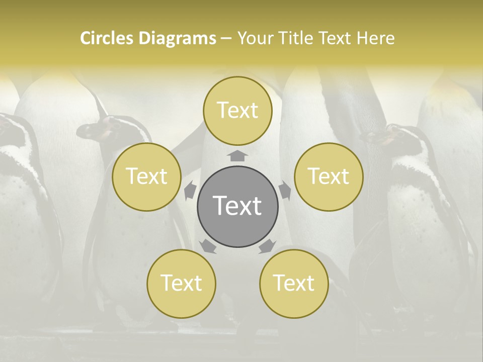 Penguins Emperor Penguins Huddle PowerPoint Template