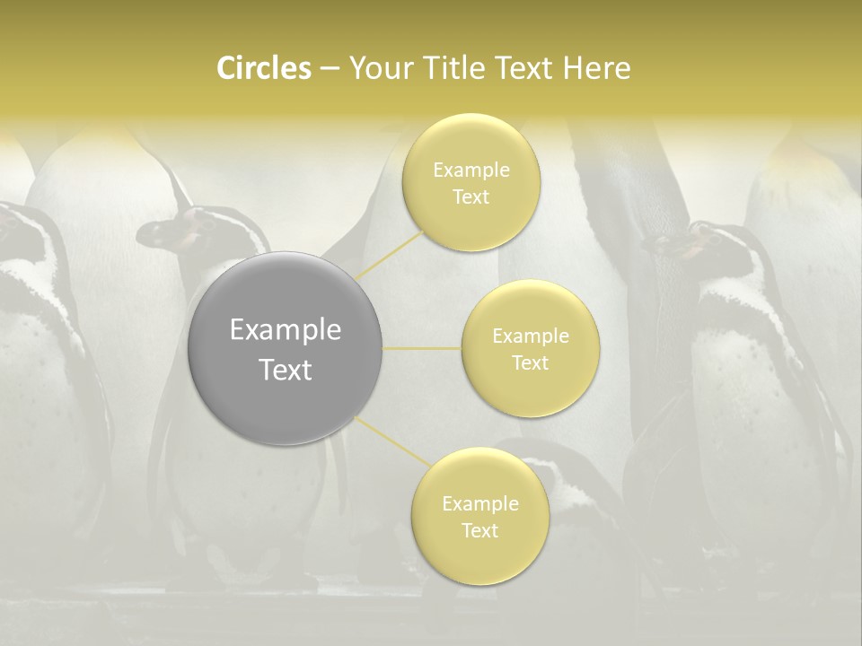 Penguins Emperor Penguins Huddle PowerPoint Template