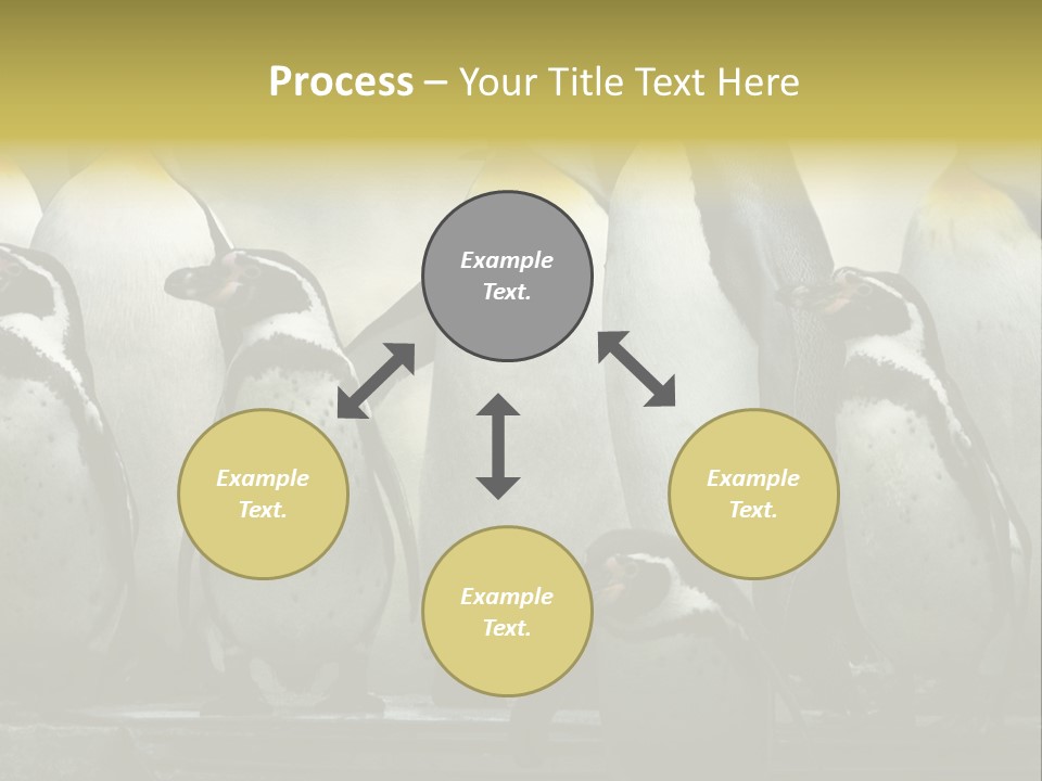 Penguins Emperor Penguins Huddle PowerPoint Template