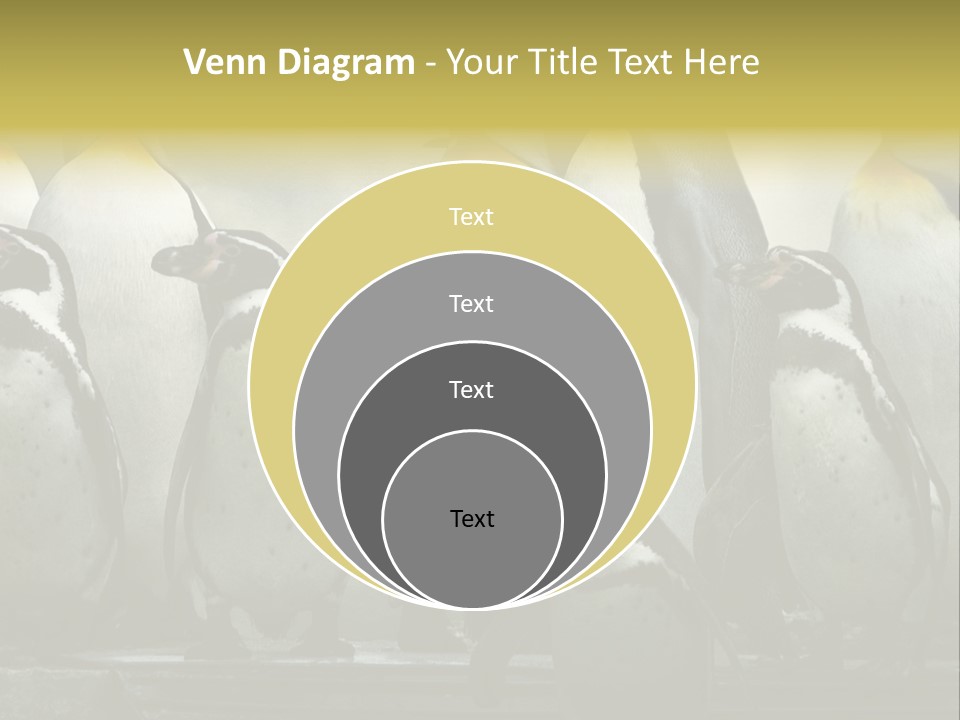 Penguins Emperor Penguins Huddle PowerPoint Template