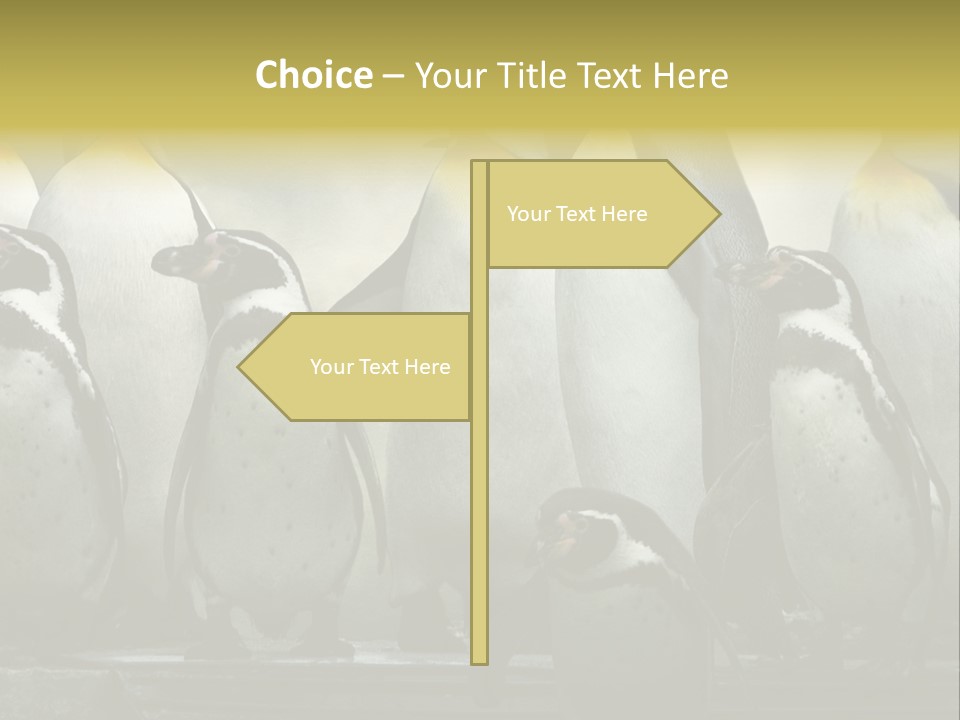 Penguins Emperor Penguins Huddle PowerPoint Template