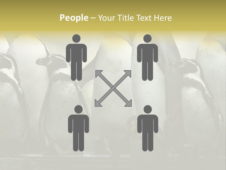 Penguins Emperor Penguins Huddle PowerPoint Template