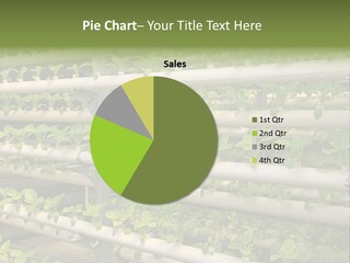 Plants Spring Cultivation PowerPoint Template
