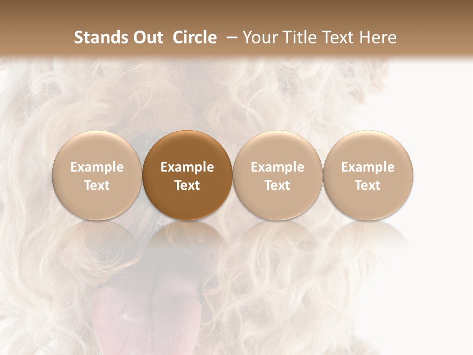 Fox Terrier Canine Studio PowerPoint Template