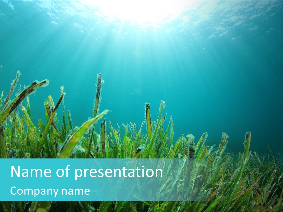 Water Nature Seascape PowerPoint Template