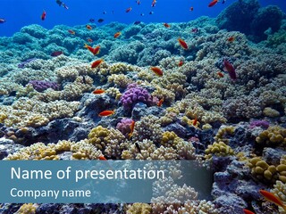 Marine Animals Underwater Marine Life PowerPoint Template