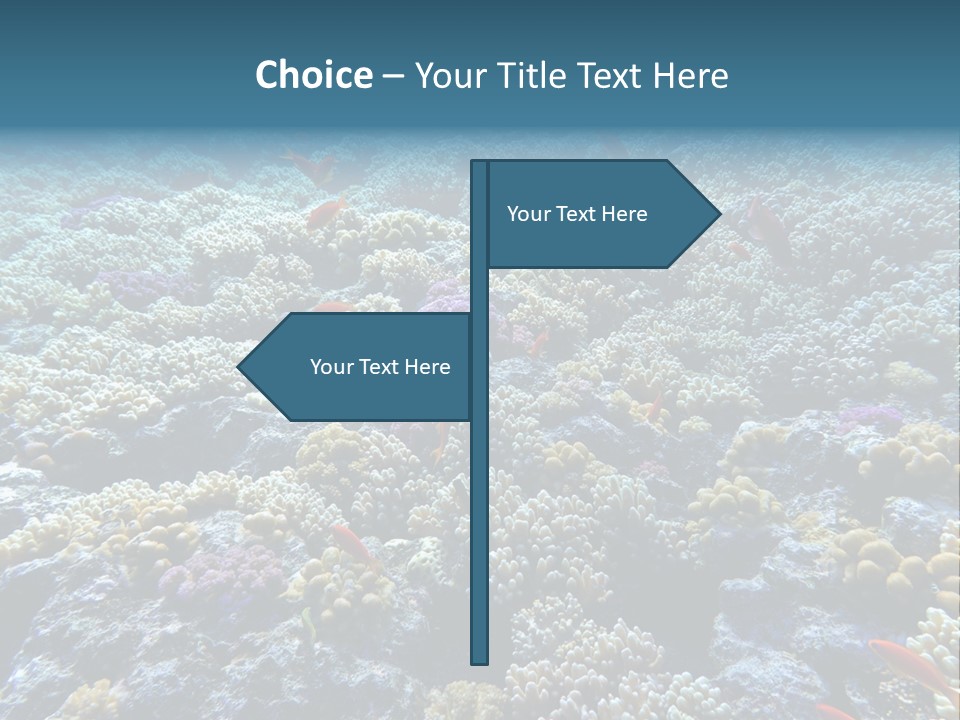 Marine Animals Underwater Marine Life PowerPoint Template