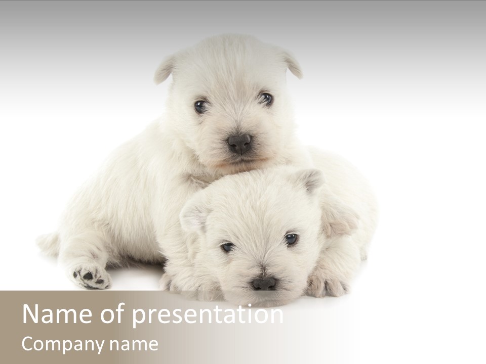 Two White Puppies Are Sitting Together On A White Background PowerPoint Template