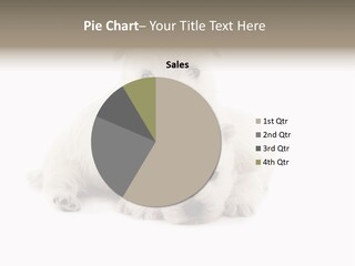 Two White Puppies Are Sitting Together On A White Background PowerPoint Template