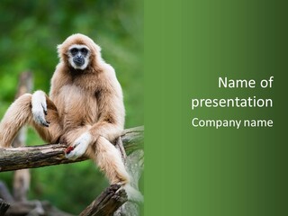 Thoughtful Cheeked Hominid PowerPoint Template
