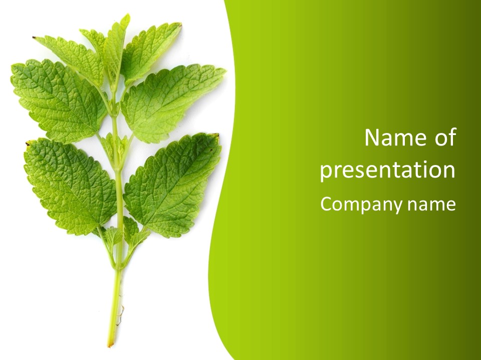 A Green Leaf On A White Background PowerPoint Template