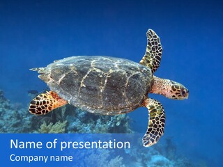 Turtle Diving Tropical PowerPoint Template