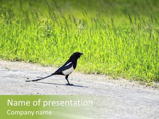 Magpie Highway Grass PowerPoint Template