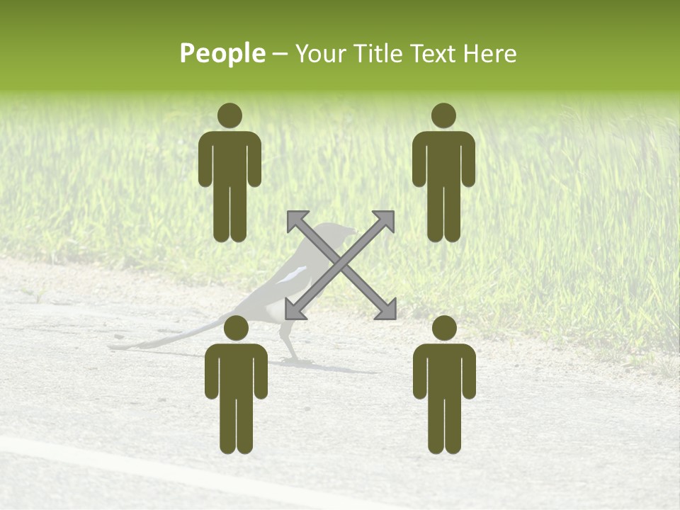 Magpie Highway Grass PowerPoint Template